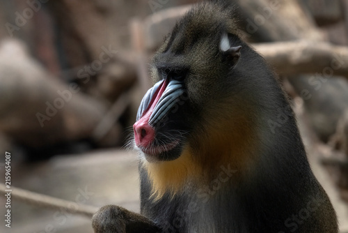 Canvas Print Side profile of a serious looking mandrill