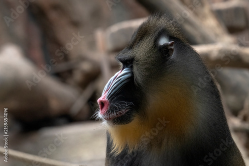 Canvas Print Side profile of a colorful male mandrill