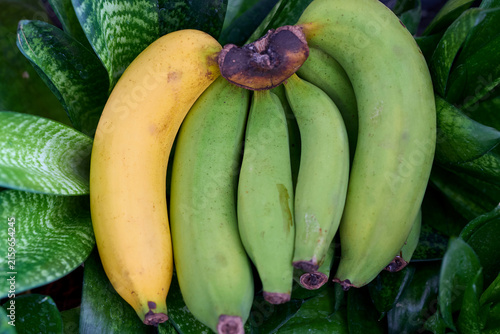 Single ripe yellow banana with a green bunch