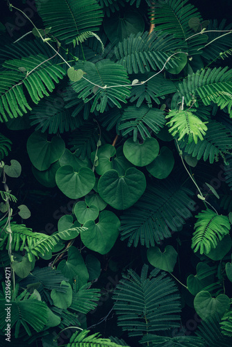 Close up colorful tropical green leaves background