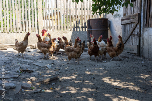 Foto A charming photo collection capturing the lively atmosphere of a rustic farmyard, featuring free-range chickens, colorful roosters, and hens foraging in the sunlit countryside
