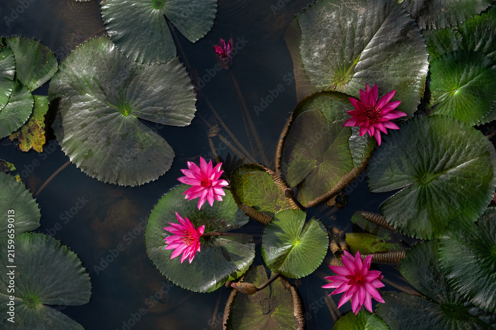 Fototapeta premium Beautiful pink lotus flowers and green lily pads floating on calm pond water. Representing nature and peaceful aquatic scenery.