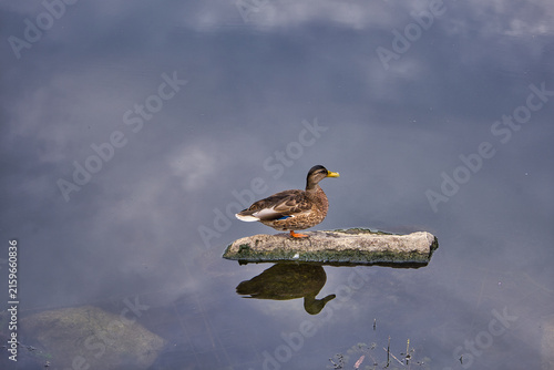 Einzelne Ente steht auf einem kleinen Stein im Wasser mit wunderschöner Wasserspiegelung und bewölktem Himmel – Leipzig, Sachsen, Deutschland