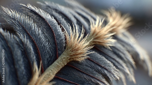 Close-up of Feather Detail: An extreme close-up reveals the intricate textures and delicate structure of a grey bird feather, highlighting its fine barbules and fluffy tip.