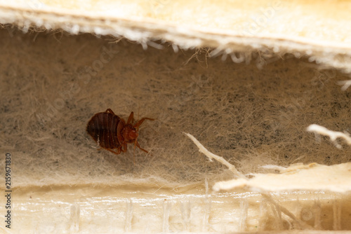 Foto Bed Bug Hiding in the Spine of an Old Book