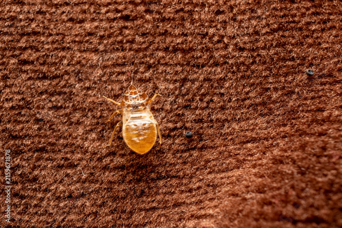 Bed Bug Shed Skin on Brown Textile Surface