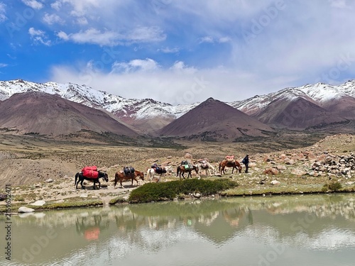 Photography Pack horses carrying supplies along a mountain trail beside a high-altitude lake in Markha Valley, surrounded by snow-covered mountains in Ladakh, India