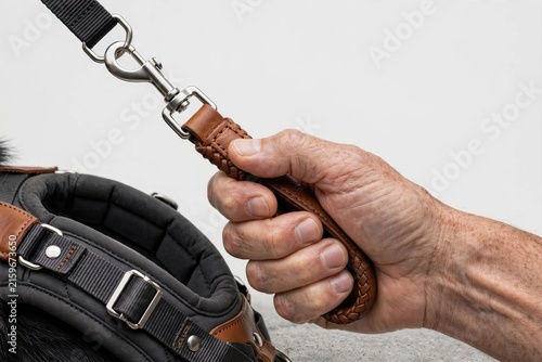 Hand Holding Dog Leash Attached to Leather Collar and Harness