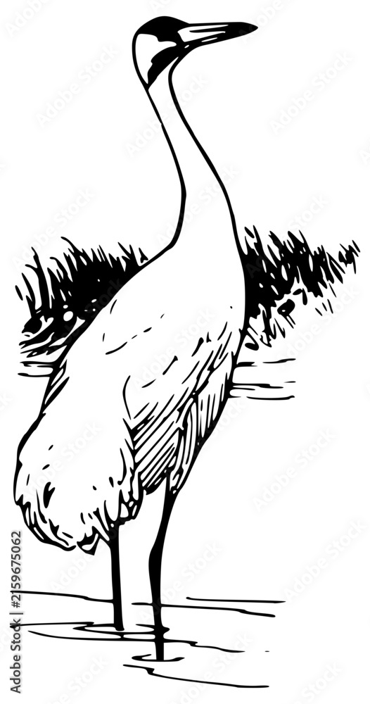 Naklejka premium Black and White Standing Crane Bird Vector Illustration