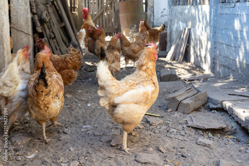 Foto A charming photo collection capturing the lively atmosphere of a rustic farmyard, featuring free-range chickens, colorful roosters, and hens foraging in the sunlit countryside