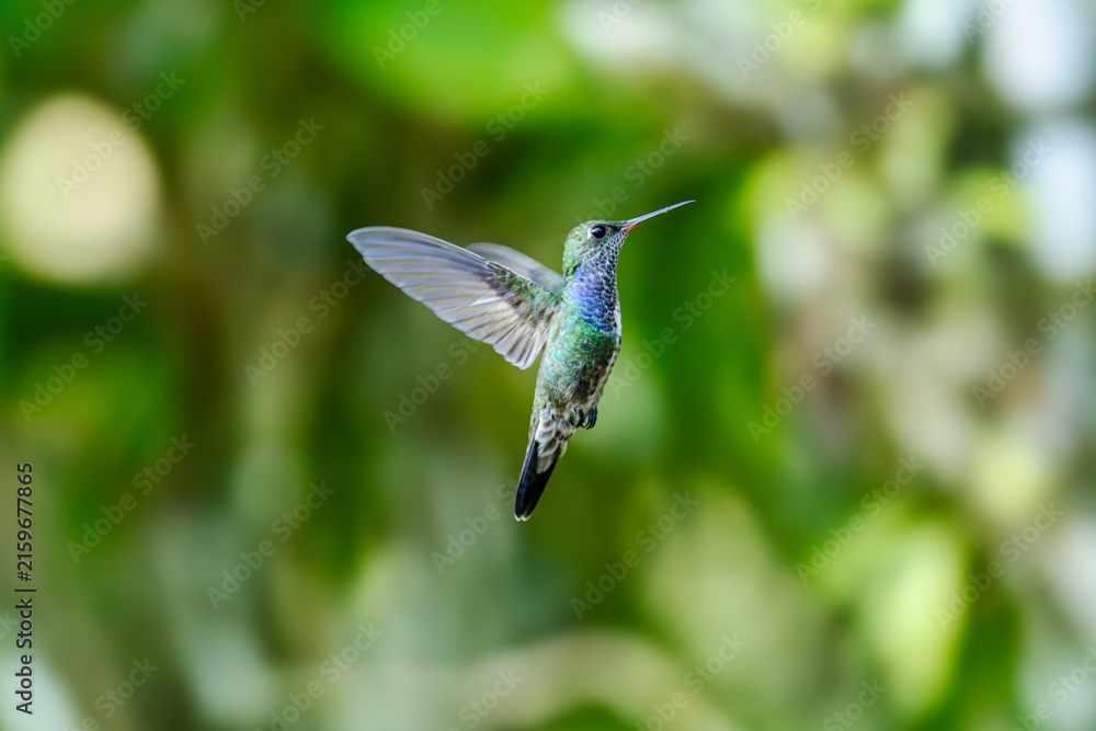 Naklejka premium Sparkling violetear (Colibri coruscans) Ecuador
