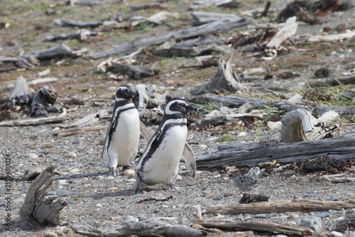 Fotografie Two magellanic penguins standing on rocky ground in patagonia with magellanic wi