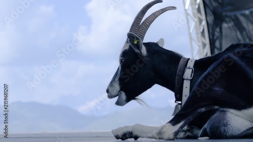 Domestic Goat Against Swiss Alpine Mountains