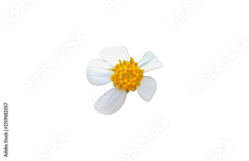 Isolated bidens pilosa flower with clipping paths.
