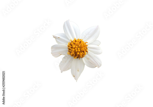 Isolated bidens pilosa flower with clipping paths.