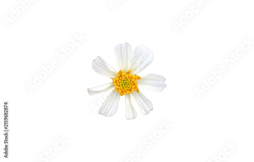 Isolated bidens pilosa flower with clipping paths.