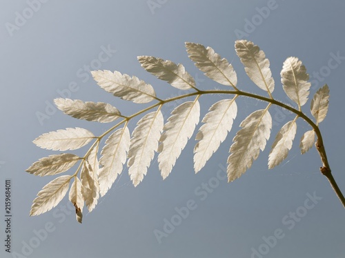 Single arching branch of cream-colored pinnate leaves with delicate veins and soft textures, set against a blue background for botanical design and copy space