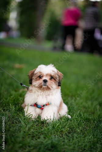 Quadro su tela Small Shi tzu baby happy