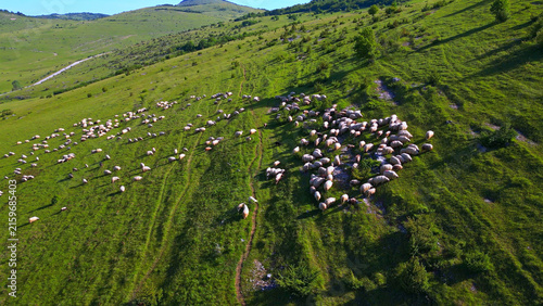 Quadro su tela Aerial view of a large flock of sheep grazing on a lush green meadow, surrounded by rolling hills