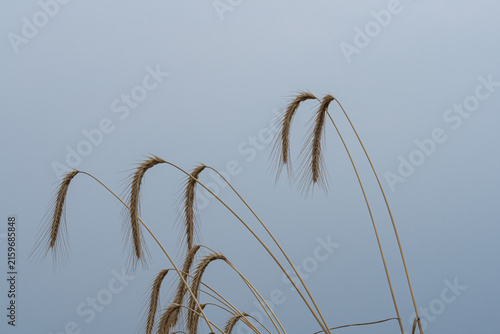 Foto Wheat plants sway gently in the wind against a gray sky during an overcast day