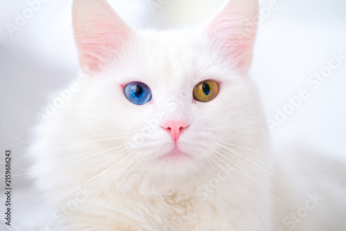 Bild auf Leinwand White cat with different color eyes