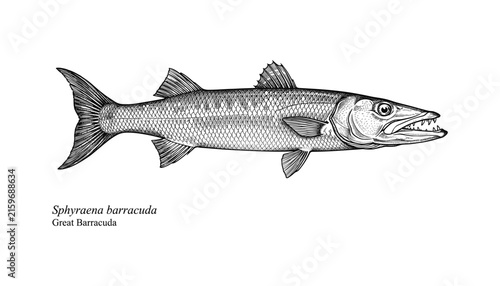  Original name(s): Vintage woodcut engraving of a great barracuda predatory sea fish side view with scientific name text descriptor layout.sv