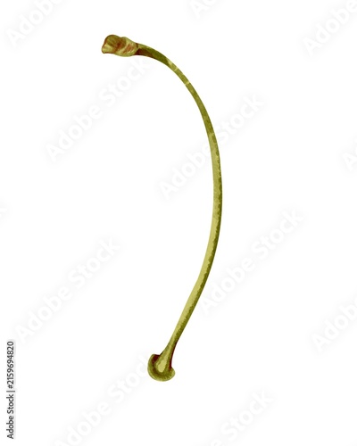 Fotografie Hand-painted watercolor illustration of a fresh green cherry stem isolated on a white background