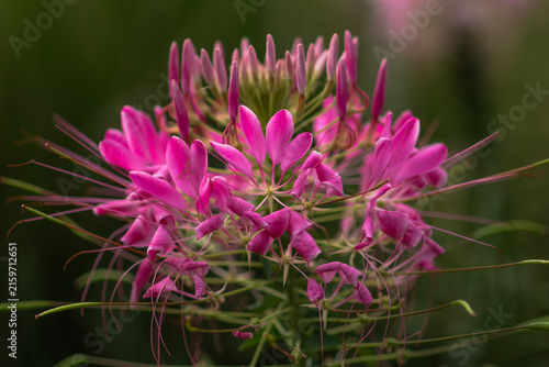 The spider flowers are absolutely beautiful; I love them.