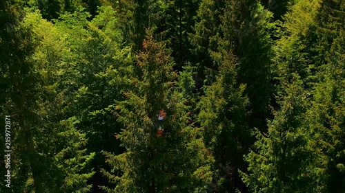 A person meditates in a dense forest surrounded by tall evergreen trees under a clear blue sky, promoting relaxation and a zen-like state ideal for yoga or a healthy lifestyle practice.