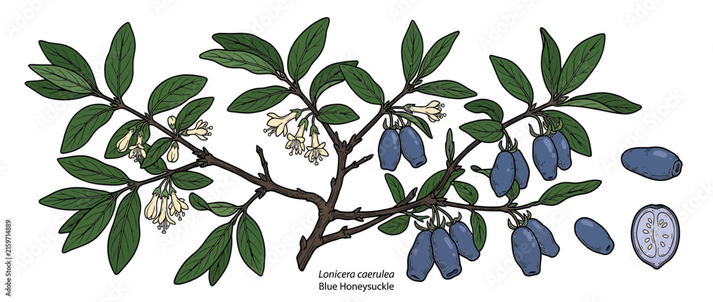 Fototapeta premium Botanical illustration of blue honeysuckle branch with berries