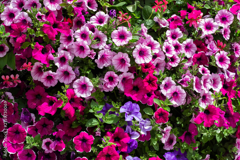 Obraz premium Vibrant display of petunia flowers in various shades of pink, purple, and white, creating a colorful floral background in a garden setting