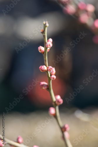 Obraz na plátně Pink plum blossom buds swell on a twig against a soft blurry background in sprin