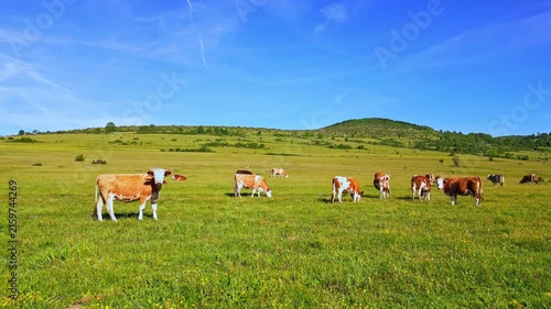 A herd of brown and white cattle graze peacefully on a lush green meadow under a clear blue sky.