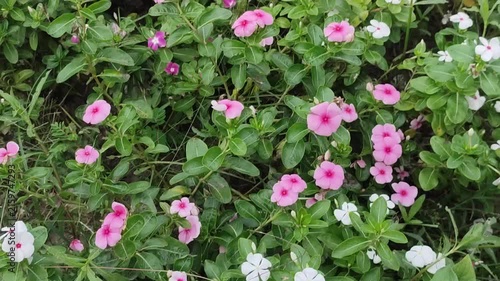 Catharanthus roseus Madagascar Periwinkle Flowering Plant With Bright Blossoms And Lush Green Foliage