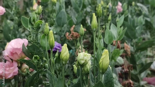 Eustoma grandiflorum Lisianthus Flowers With Green Buds And Soft Pink Blooms In A Garden