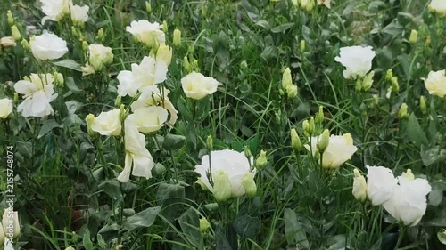 Eustoma grandiflorum White Lisianthus Flowers With Cream Blooms And Green Buds In A Garden