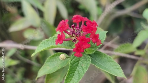 Lantana camara Red Lantana Flowers With Vibrant Summer Blooms And Fresh Green Leaves In A Garden