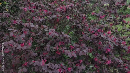 Loropetalum chinense Chinese Fringe Flower With Pink Blooms And Deep Purple Foliage In A Garden Landscape