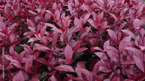 Photinia fraseri Red Tip Photinia With Fresh Red New Growth And Lush Green Evergreen Foliage
