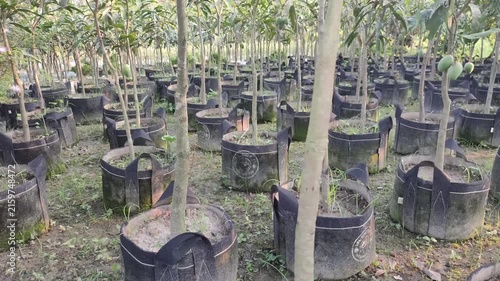 Mangifera indica Young Mango Trees Growing In Fabric Bags At A Nursery For Cultivation And Planting