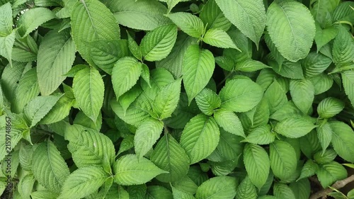 Strobilanthes crispa Pokok Pecah Kaca Plant With Fresh Green Leaves And Dense Natural Foliage