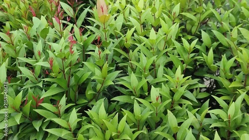 Syzygium myrtifolium Red Lip Plant With Fresh Red Tipped Leaves And Dense Green Hedge Texture