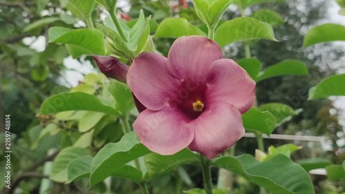 Allamanda blanchetii Purple Allamanda Flower Blooming With Vibrant Petals In A Tropical Garden
