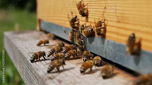 Honey Bees Busy at the Entrance of a Wooden Beehive in Sunlight beekeeping 