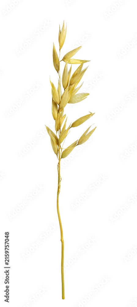 Fototapeta premium Small dry oat (avena sativa) spikelet isolated on white or transparent background. Profile view.