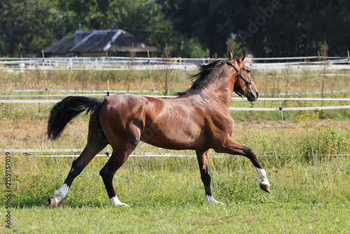 Obraz na płótnie Beautiful sorrel horse galloping in corral 