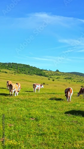 A herd of domestic cattle graze peacefully on a lush green meadow under a clear blue sky, showcasing the serene beauty of dairy farm life.