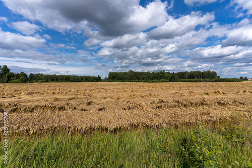 Photography Large area of flattened and lodged cereal crop in an agricultural field beneath dramatic summer clouds