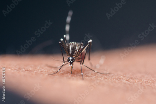 Foto Mosquito sucking blood from human skin