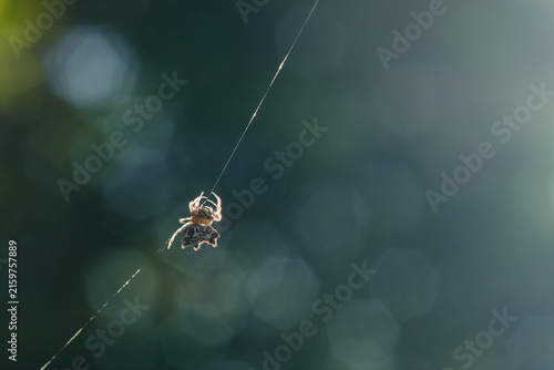 Fotografie Spider hanging on web against blurry green background